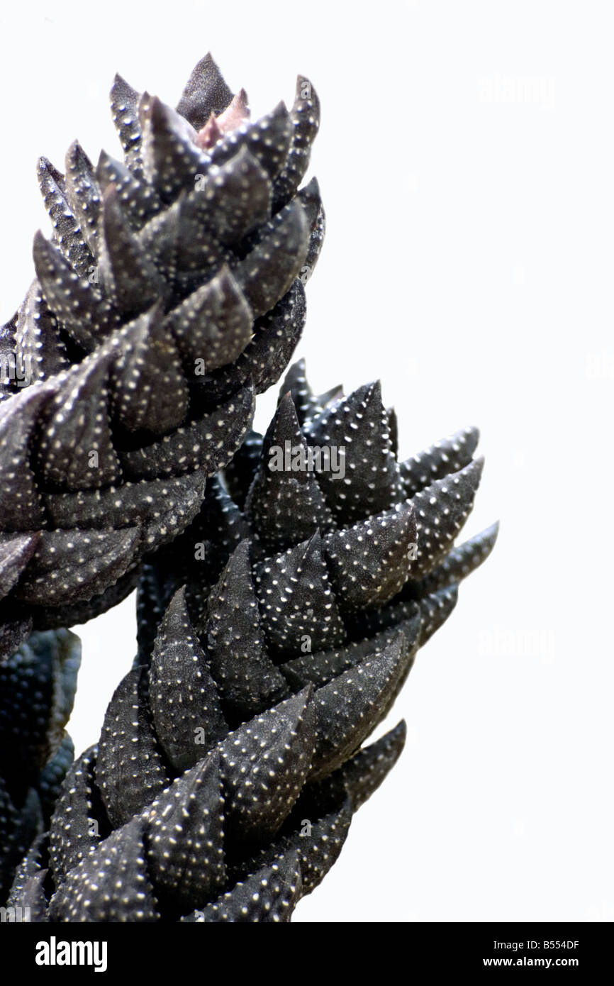 Cactus Haworthia Reinwardtii en provenance d'Afrique du Sud Banque D'Images