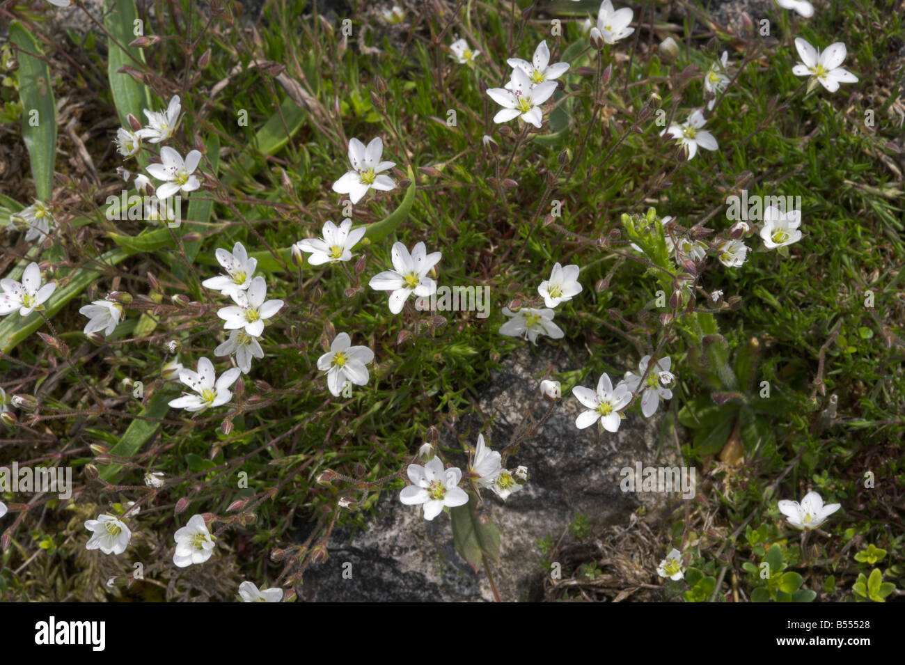 Printemps sandwort Minuartia verna croissant sur les terrils de la mine de plomb à Priestcliffe Membaca dans le Derbyshire Peak District Banque D'Images