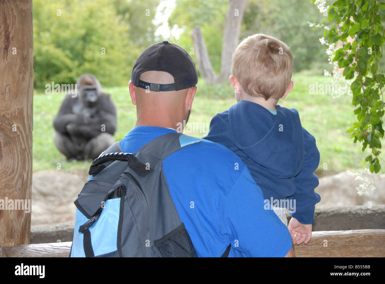 Un père et son fils, regardez un jeune gorille dos argenté au zoo. Banque D'Images