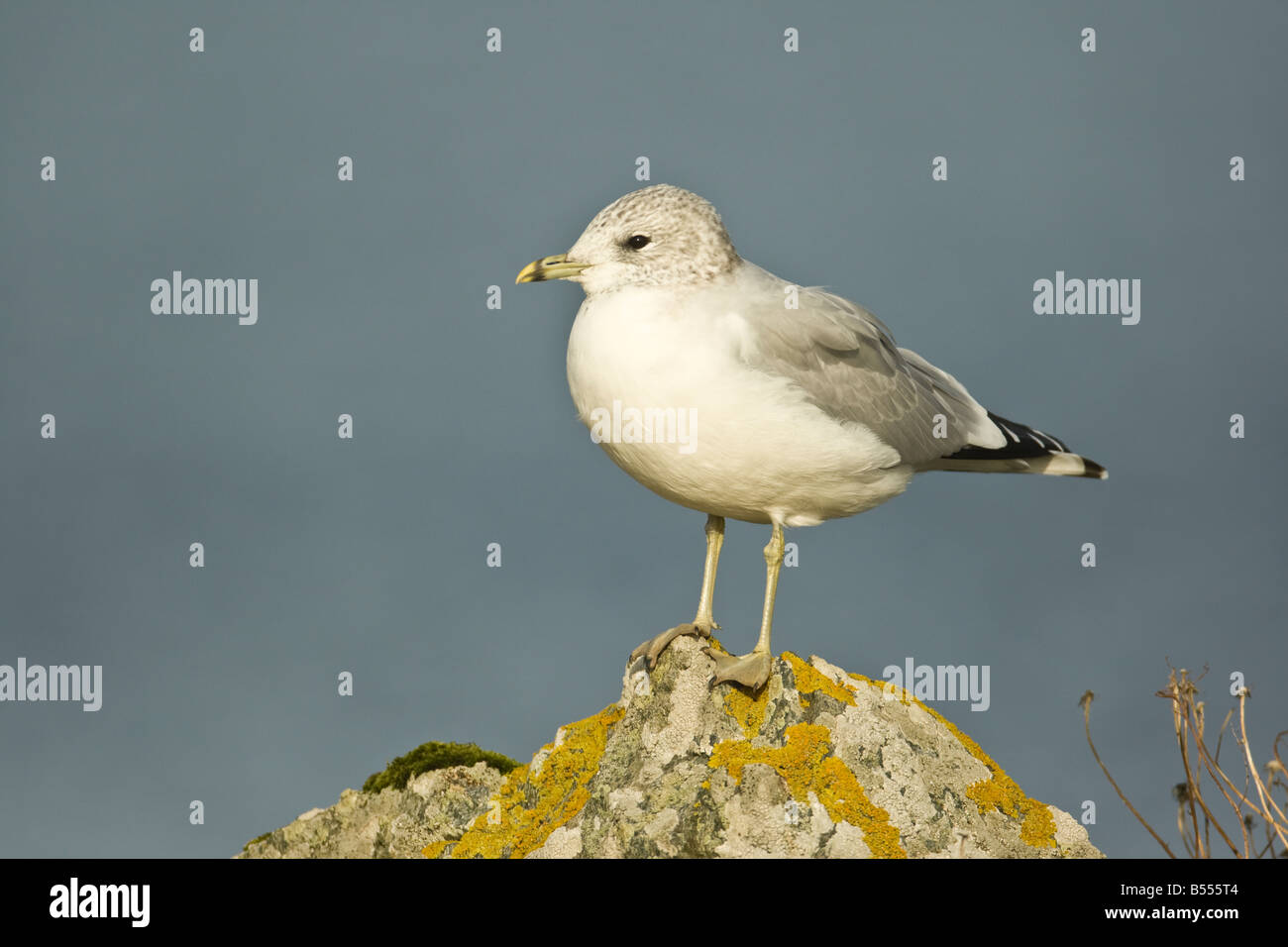 Les adultes (Larus canus) en plumage d'hiver perché sur le roc, Mainland Shetland Banque D'Images
