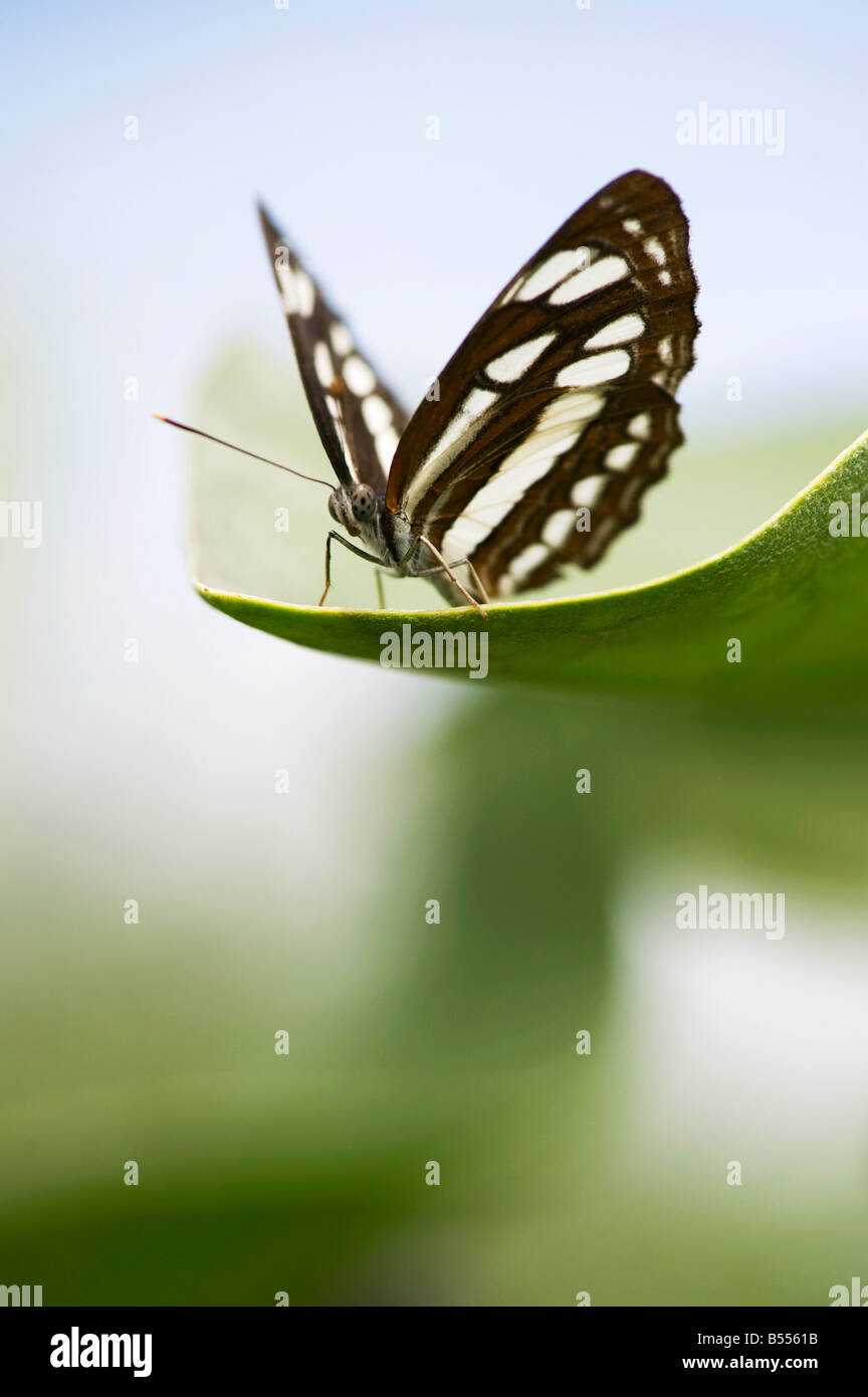 Neptis hylas. Papillon marin commun perché sur une feuille dans la campagne indienne. L'Andhra Pradesh, Inde Banque D'Images