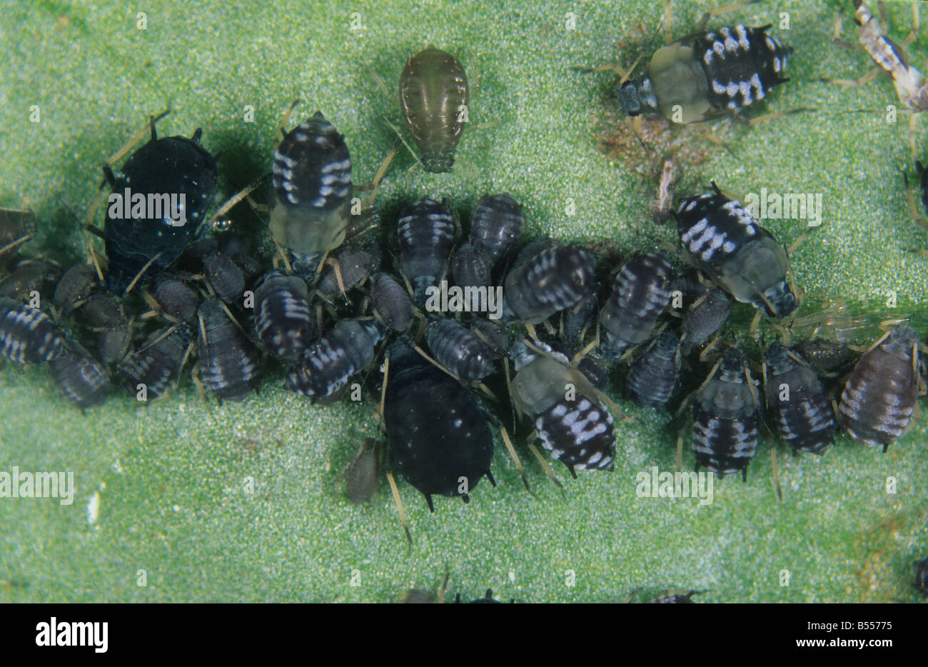 Puceron noir de la fève Aphis fabae group à différents stades se nourrissent d'une feuille de fève Banque D'Images