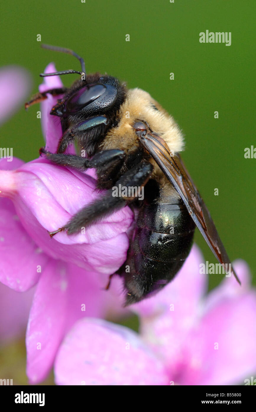 L'Apis mellifera l'abeille commune Banque D'Images
