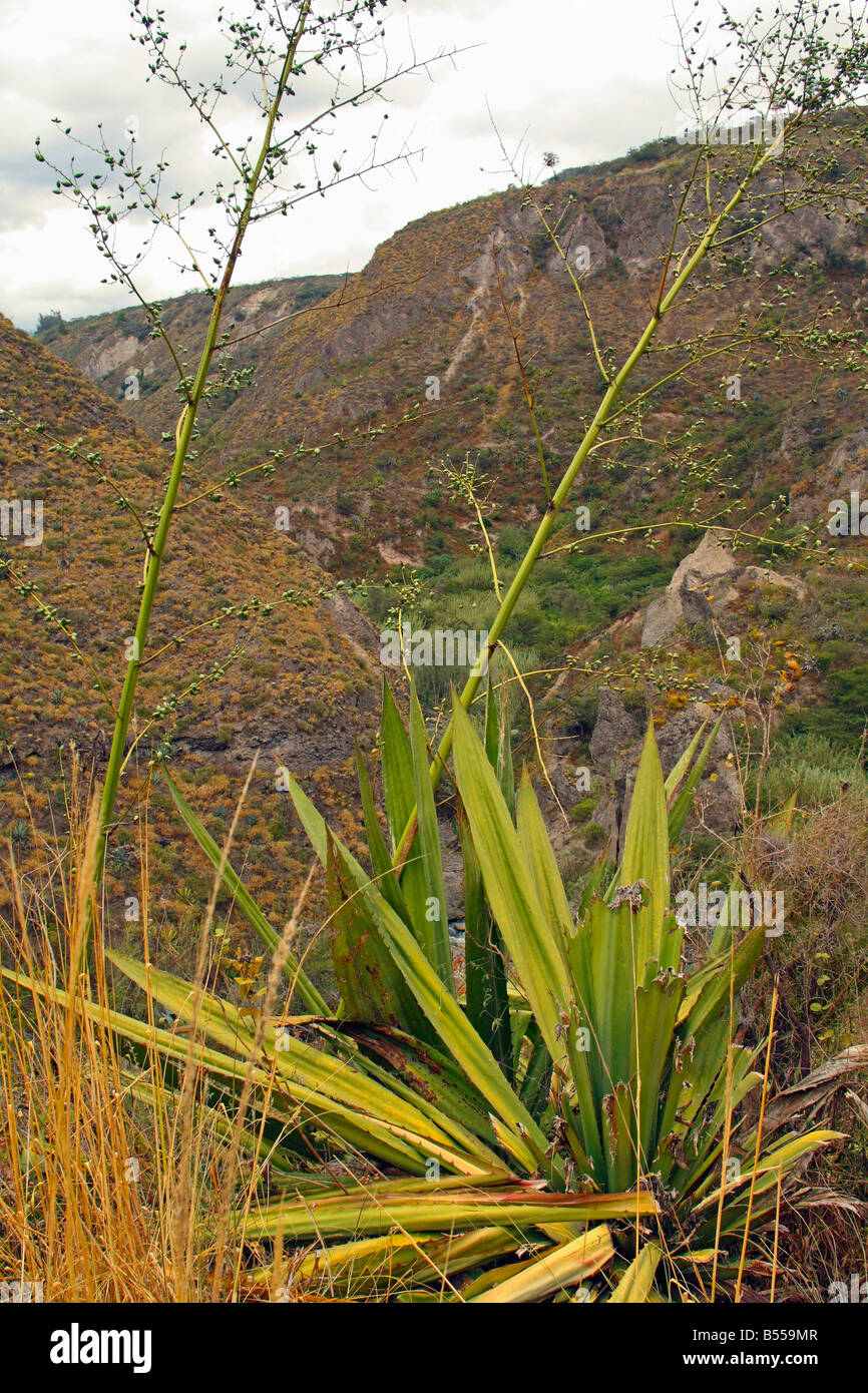 Plantes Des Andes 7 Lettres