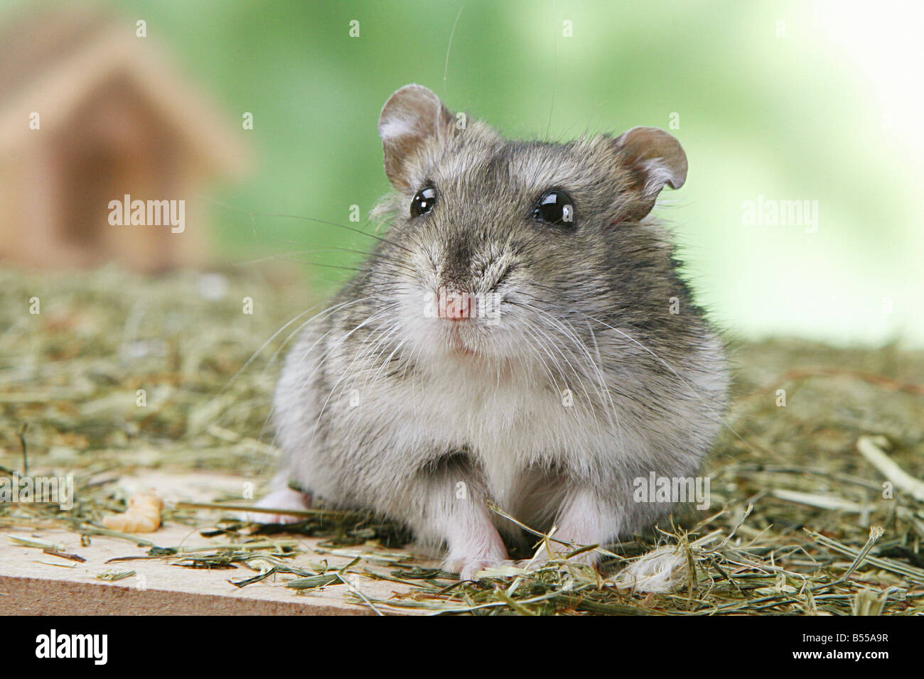 Dzhungarian / hamster nain Phodopus sungorus Banque D'Images