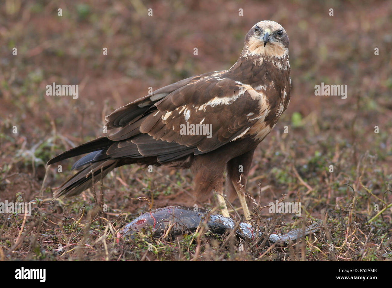 Western Marsh Harrier Circus aeruginosus appelé aussi le busard eurasien tenant un poisson dans ses serres Banque D'Images