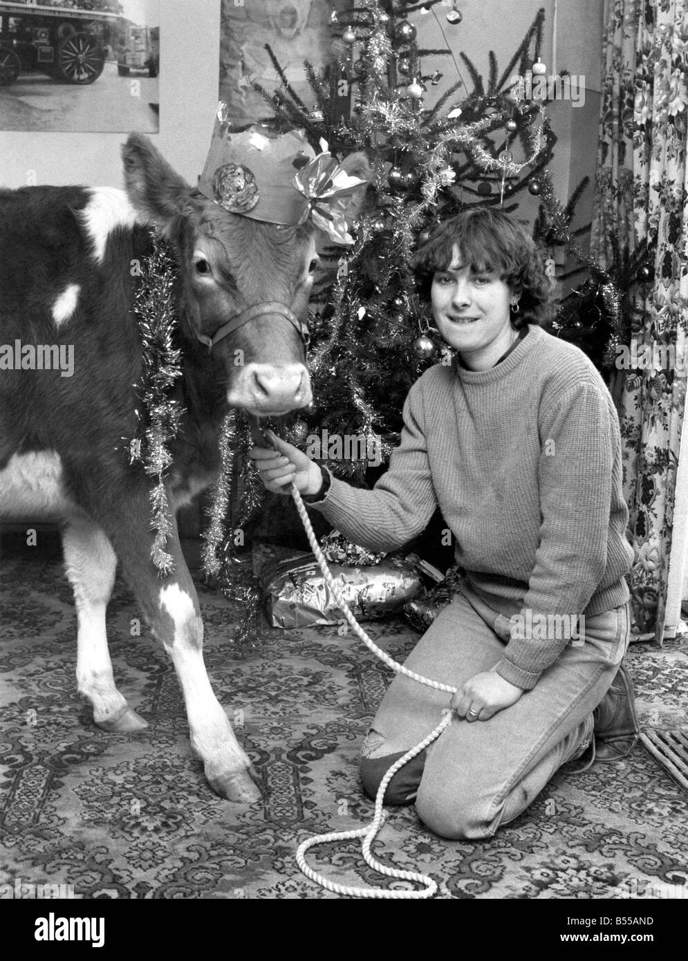 Virginie Tompkins vu ici avec son animal vache portant son chapeau de noël. Décembre 1985 P011913 Banque D'Images