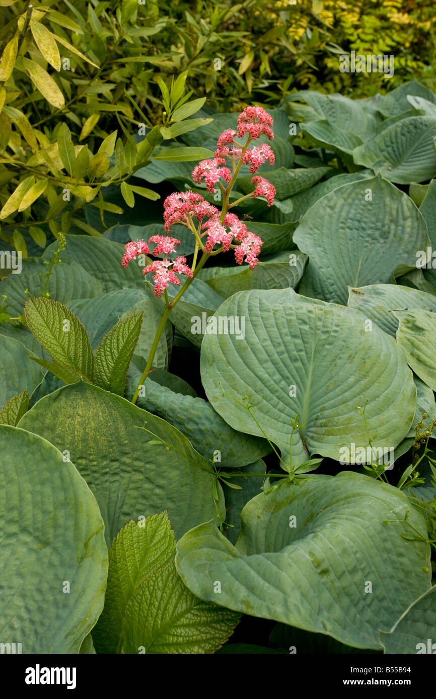 Rodgersia pinnata superba parmi les feuilles d'Hosta Banque D'Images