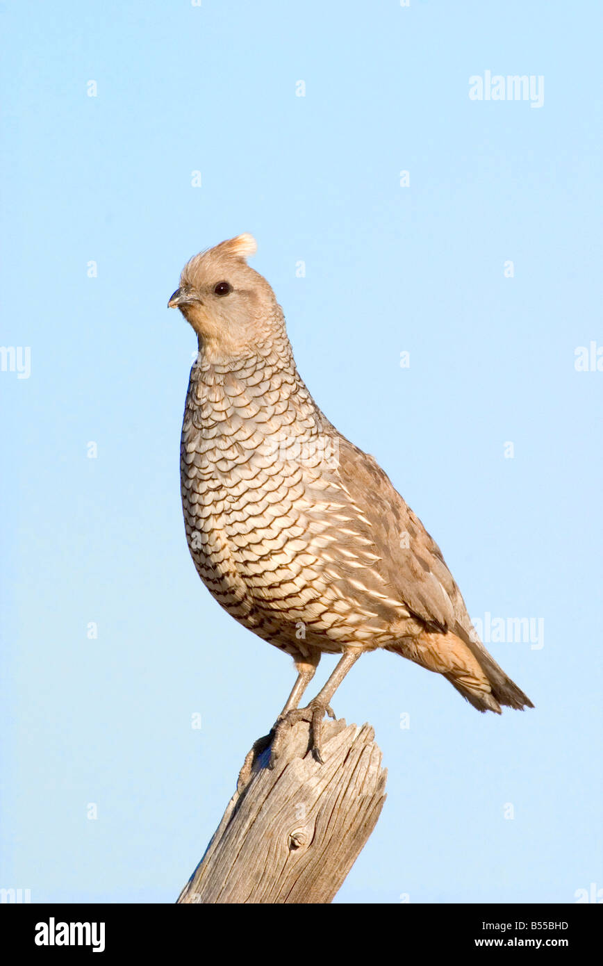 À l'échelle adulte mâle Caille Banque D'Images