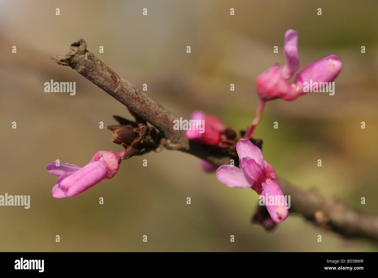 Cercis siliquastrum arbre de Judée un petit arbre à feuilles caduques qui est noté pour son affichage prolifique de fleurs rose profond Banque D'Images