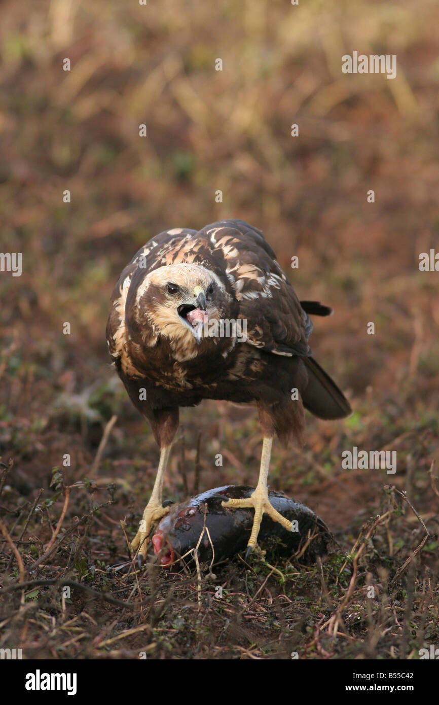 Western Marsh Harrier Circus aeruginosus appelé aussi le busard eurasien tenant un poisson dans ses serres Banque D'Images