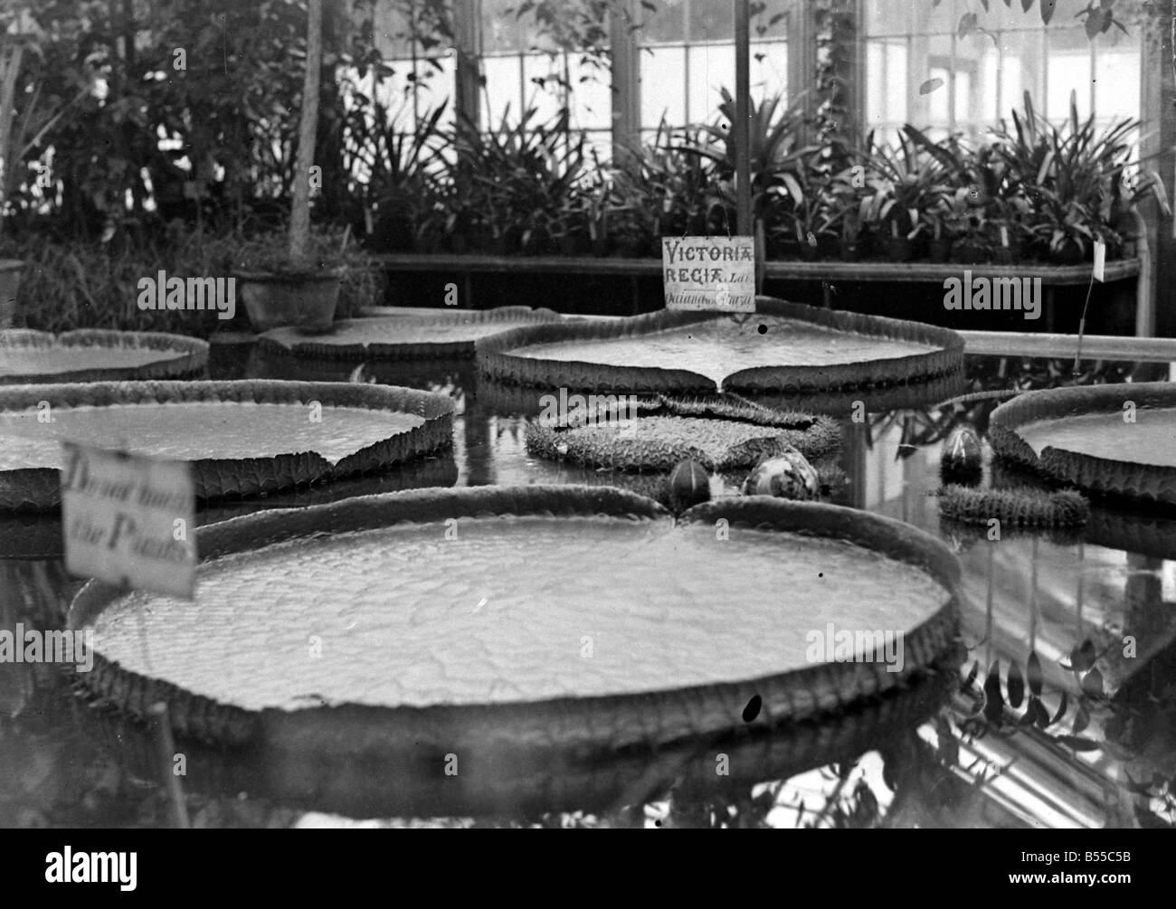 Nénuphar géant à Kew Gardens, Londres. Le Victoria regia, un nénuphar du Brésil a noté pour la force de ses feuilles qui peuvent supporter le poids d'un enfant 1923;55 B Alf146 Banque D'Images
