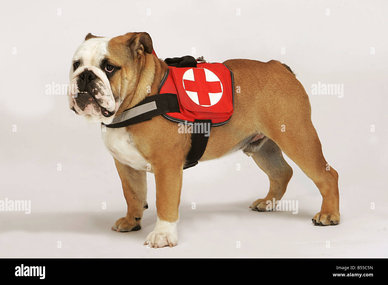 Bulldog anglais comme chien de secours Banque D'Images