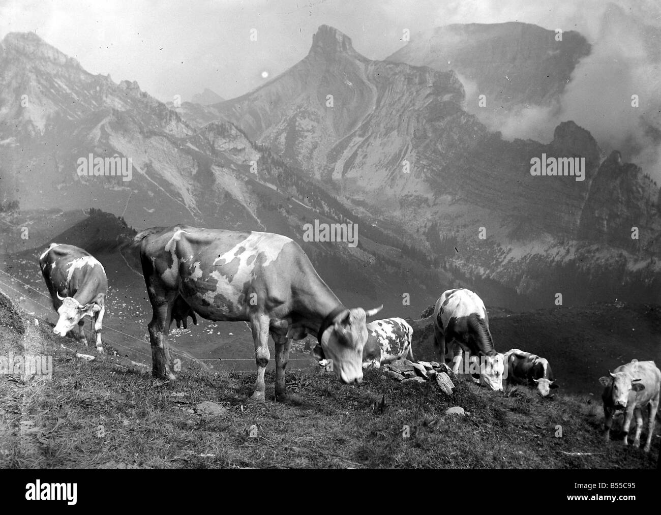 Le bétail sur les pentes de la montagne en Suisse Schynige Platte à&# 13 ;&# 10;Août 1929 &# 13 ;&# 10;Alf 185 Banque D'Images