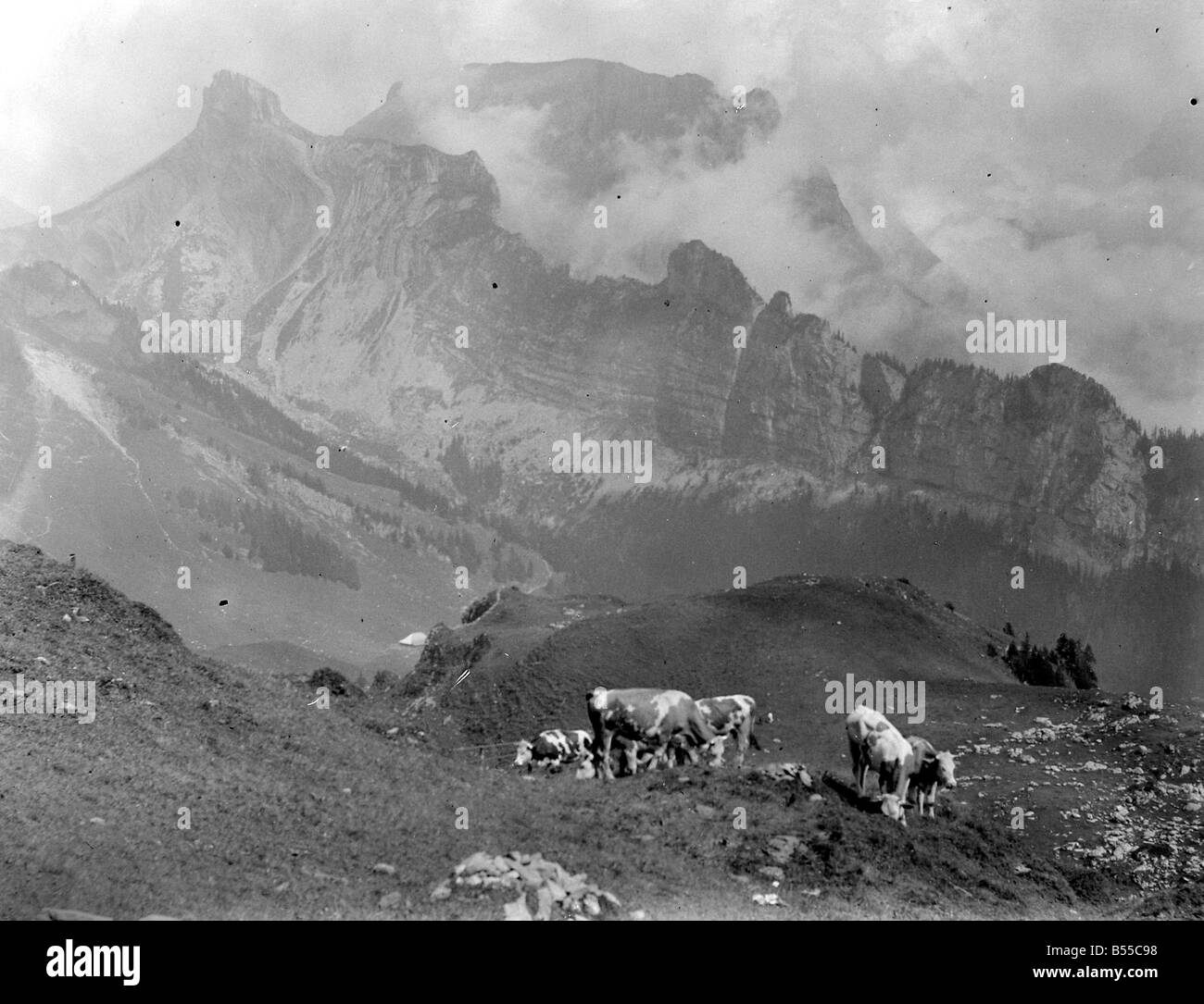 Le bétail sur les pentes de la montagne en Suisse Schynige Platte à&# 13 ;&# 10;Août 1929 &# 13 ;&# 10;Alf 185 Banque D'Images