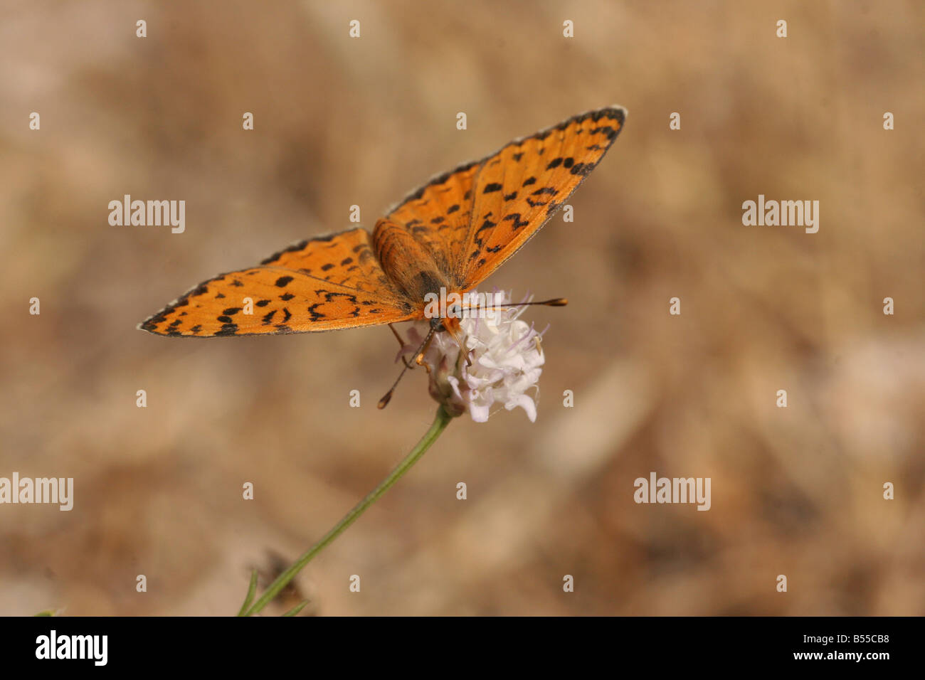 L'Fritillary Papillon Melitaea trivia tourné en Israël Été Juin Banque D'Images