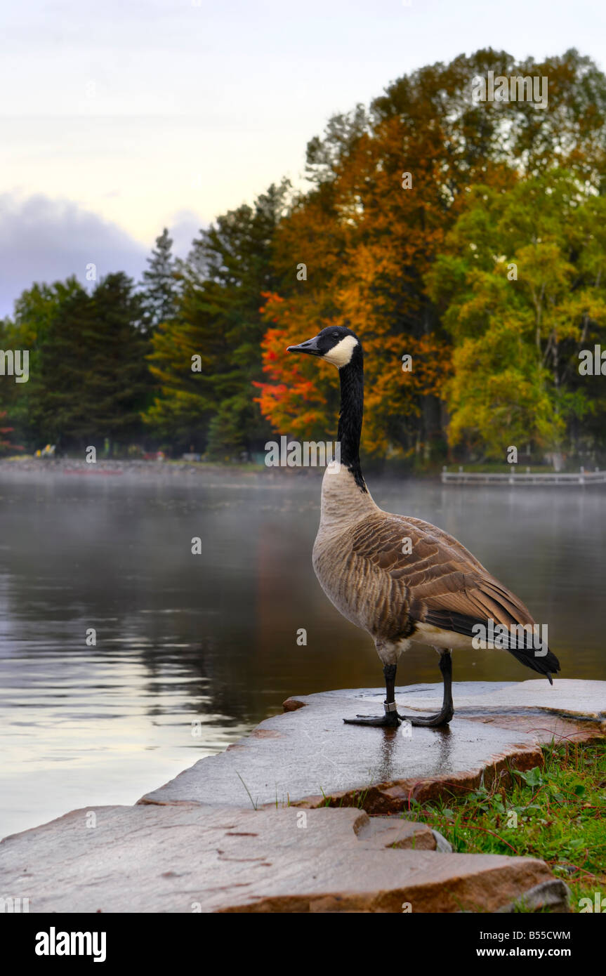 Au Canada Goose Lake of Bays au lever du soleil Banque D'Images