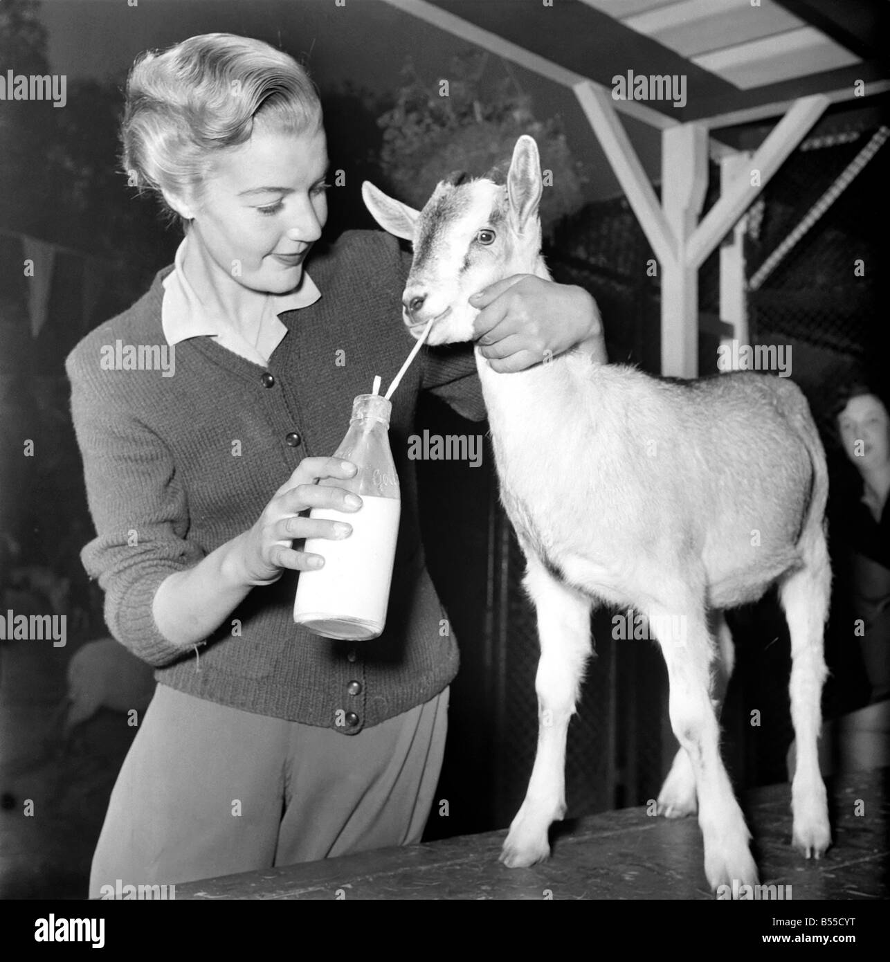 Animaux : chèvres. Femme nourrit le lait de chèvre. Novembre 1953 D6103-001 Banque D'Images