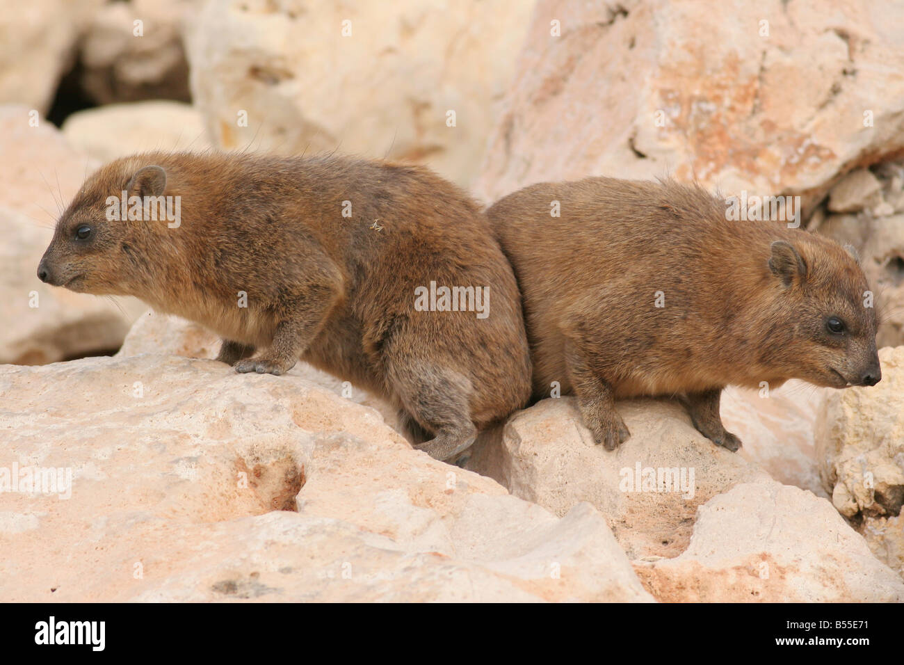 Israël Judée Hyrax Procavia capensis Rock Banque D'Images