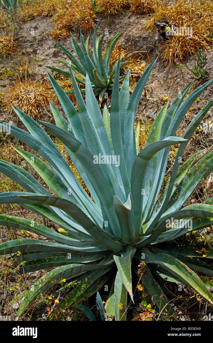 Plante Des Andes 7 Lettres