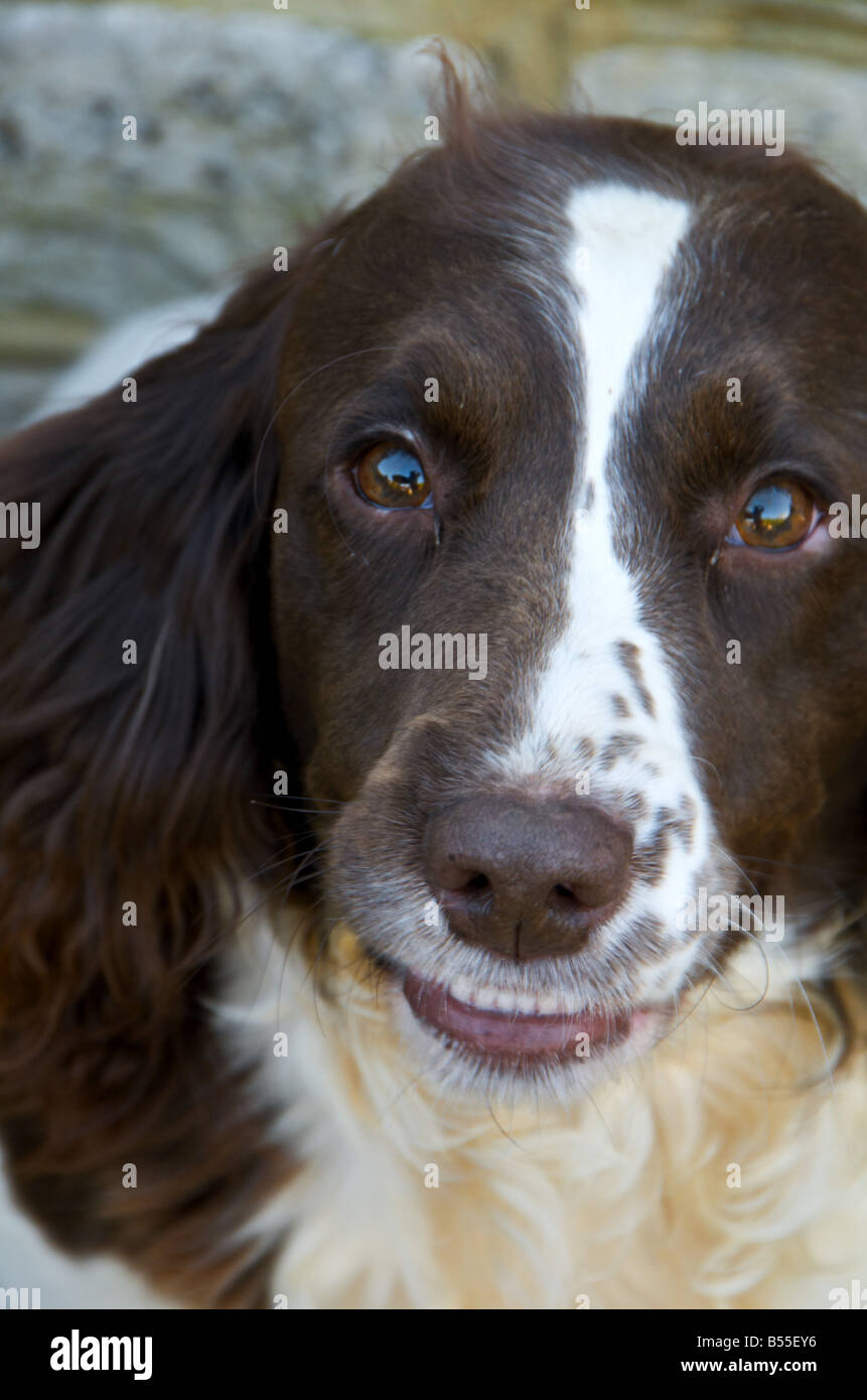 Springer Spaniels sont amoureux des chiens actifs Banque D'Images