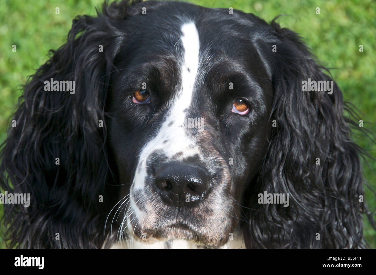 Springer Spaniels sont amoureux des chiens actifs Banque D'Images