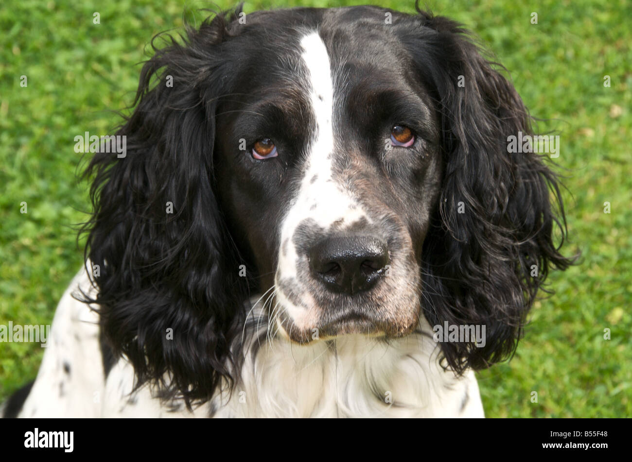 Springer Spaniels sont amoureux des chiens actifs Banque D'Images