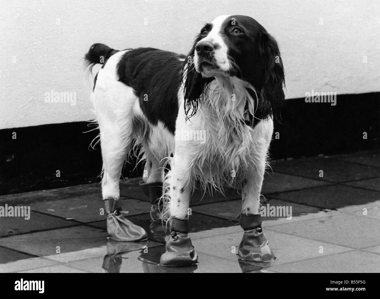 Prêt pour passerelles. Charlie le chien dans ses bottes. &# 13 ;&# 10;Mars 1979 &# 13 ;&# 10;P009042 Banque D'Images