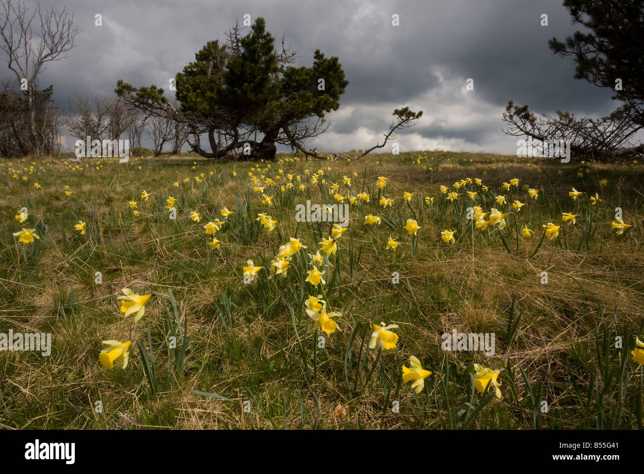 Les jonquilles sauvages Narcissus pseudonarcissus acide dans la prairie de montagne sur le Mont Aigoual Cevennes France Banque D'Images