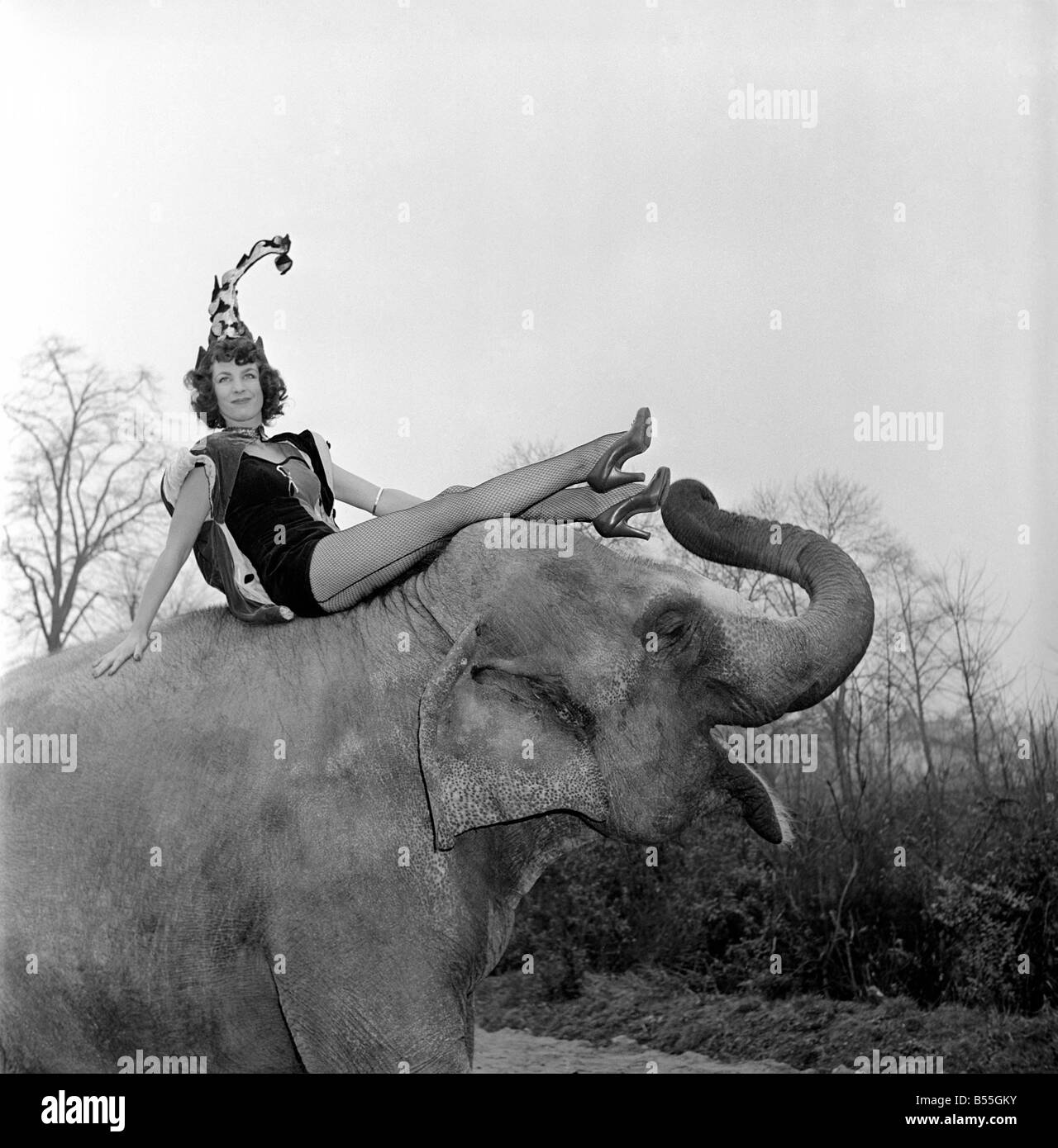 Voir les trois filles qui ont été engagé par Jack Hilton's Circus à l'Earl's Court à être maîtresses de sonnerie lors de l'exécution ont été pris vers le bas pour le Zoo de Londres pour qu'ils puissent s'habituer à certains du type d'animaux qu'ils auraient à travailler avec. Belle Joan Smith n'ont eu aucune difficulté à obtenir l'ami du "déesse de l'amour". Pour qu'est ce que bébé éléphant 'Lakshmi' nom signifie. Il s'agit de l'Assam. Novembre 1953 D7032-002 Banque D'Images