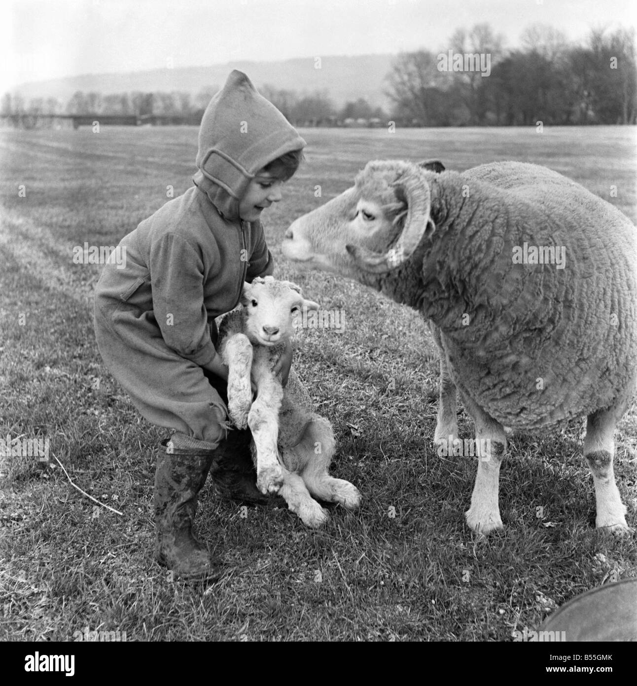 Agneaux de Noël. Au bas de la ferme de seigle, Otford, dans le Kent, au début les agneaux sont en train de naître. 3 sont nés à ce jour et de nombreuses autres sont attendues avant Noël. Les bergers Maître Richard Wickens fils âgés de 3 ans est enchanté de l'agneaux et les porte et les animaux de la plus grande partie de la journée. Décembre 1953 D7216 Banque D'Images