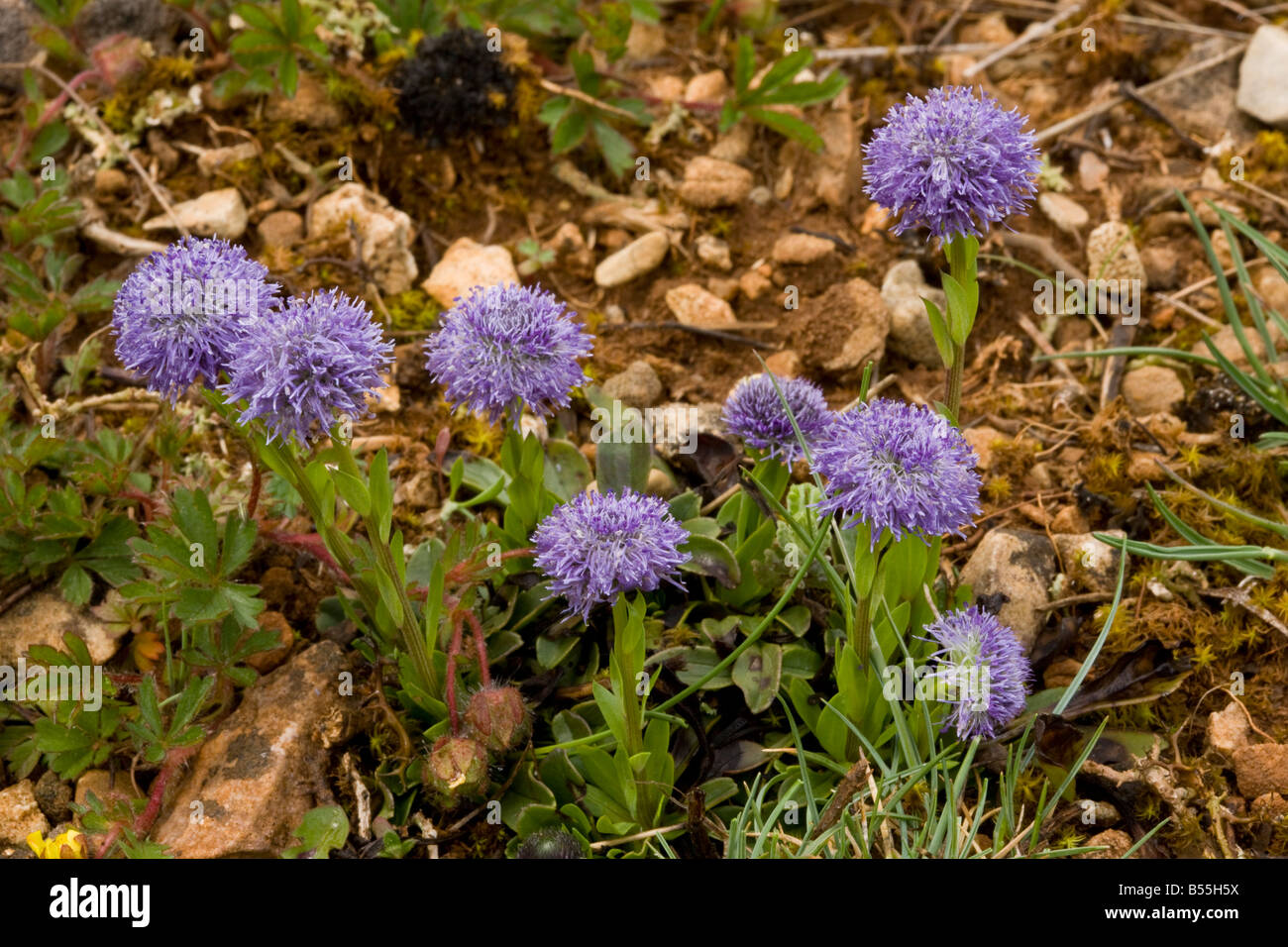 Globularia Globularia punctata communes causse calcaire sur France Banque D'Images