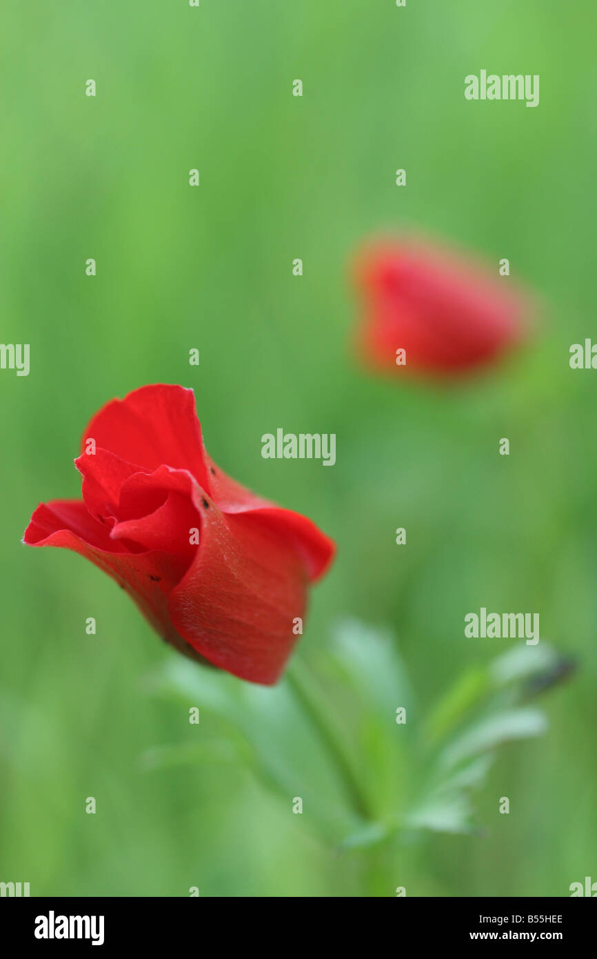 Anemone coronaria à Israël Banque D'Images