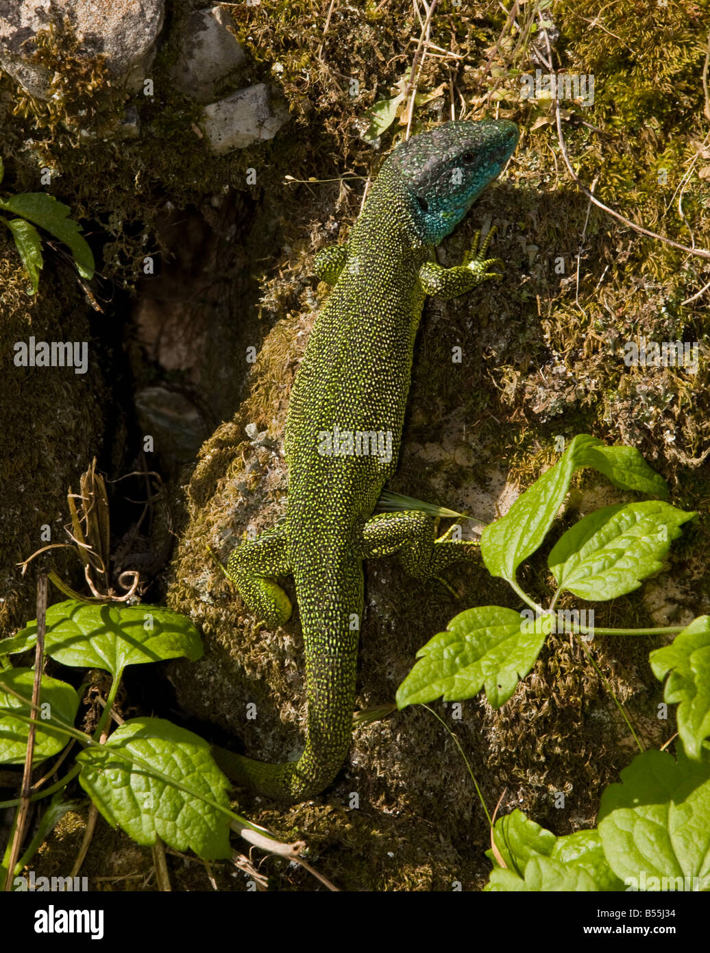 Lézard vert occidental Lacerta bilineata mâle Lacerta viridis bilineata var au soleil sur le mur France Banque D'Images