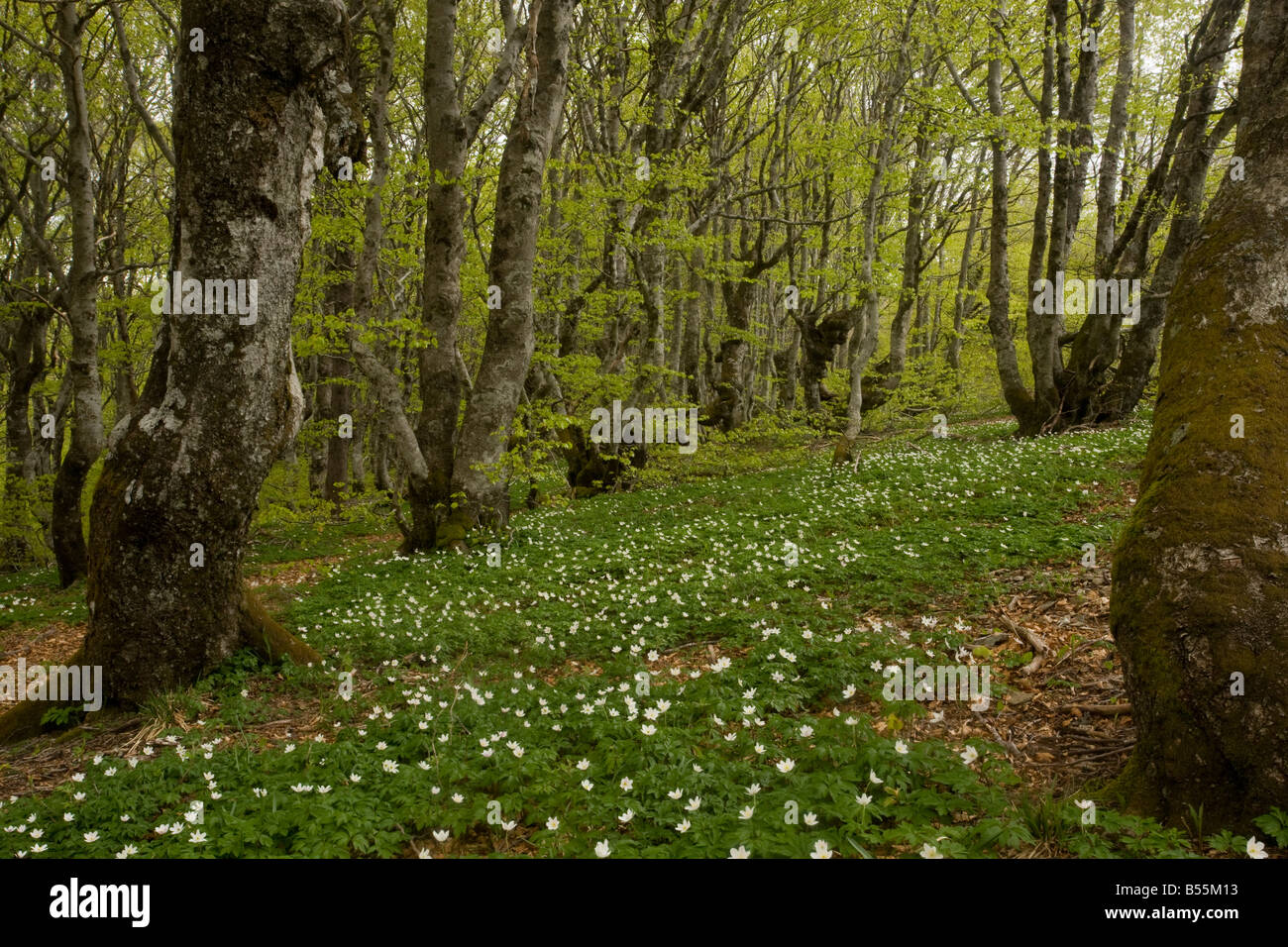 Anemone nemorosa Anémone bois en montagne forêt de hêtre Fagus sylvatica sur le Mont Aigoual Cevennes France Banque D'Images