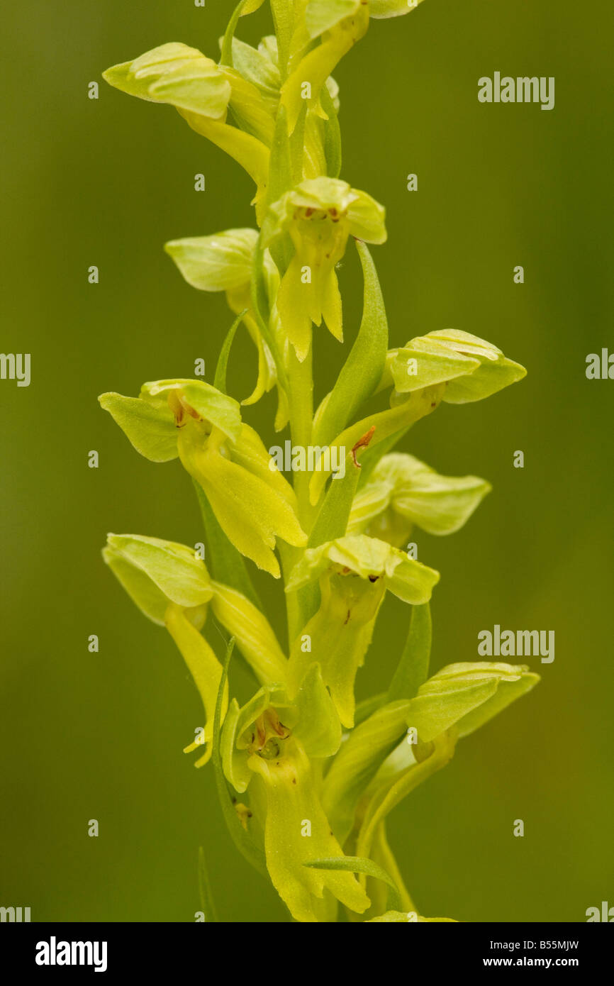 Orchidée grenouille Coeloglossum viride parfois classés comme Dactylorhiza viridis en prairie humide France Banque D'Images