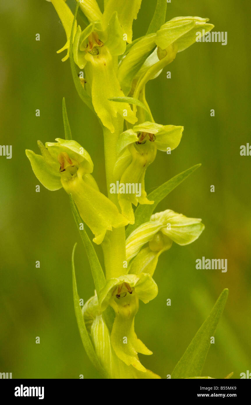 Orchidée grenouille Coeloglossum viride parfois classés comme Dactylorhiza viridis en prairie humide France Banque D'Images