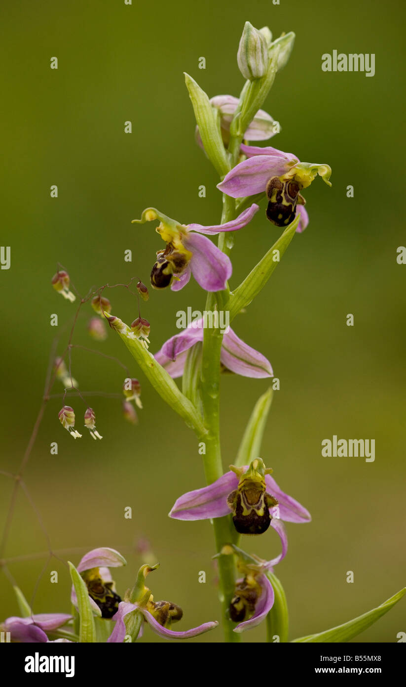 L'orchidée abeille Ophrys apifera avec quaking grass Briza media en fleur montrant autogamie France Banque D'Images
