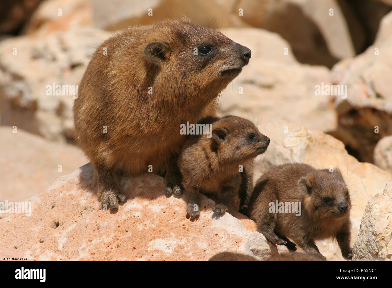 Israël Judée Hyrax Procavia capensis Rock Banque D'Images