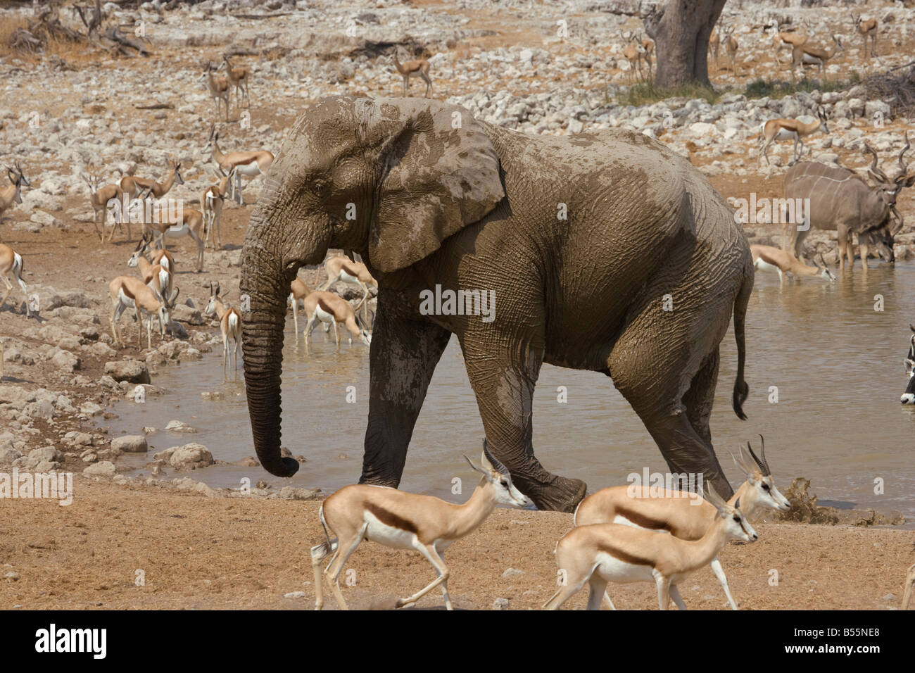 La Namibie Etosha éléphant Afrique animaux baignoire Banque D'Images