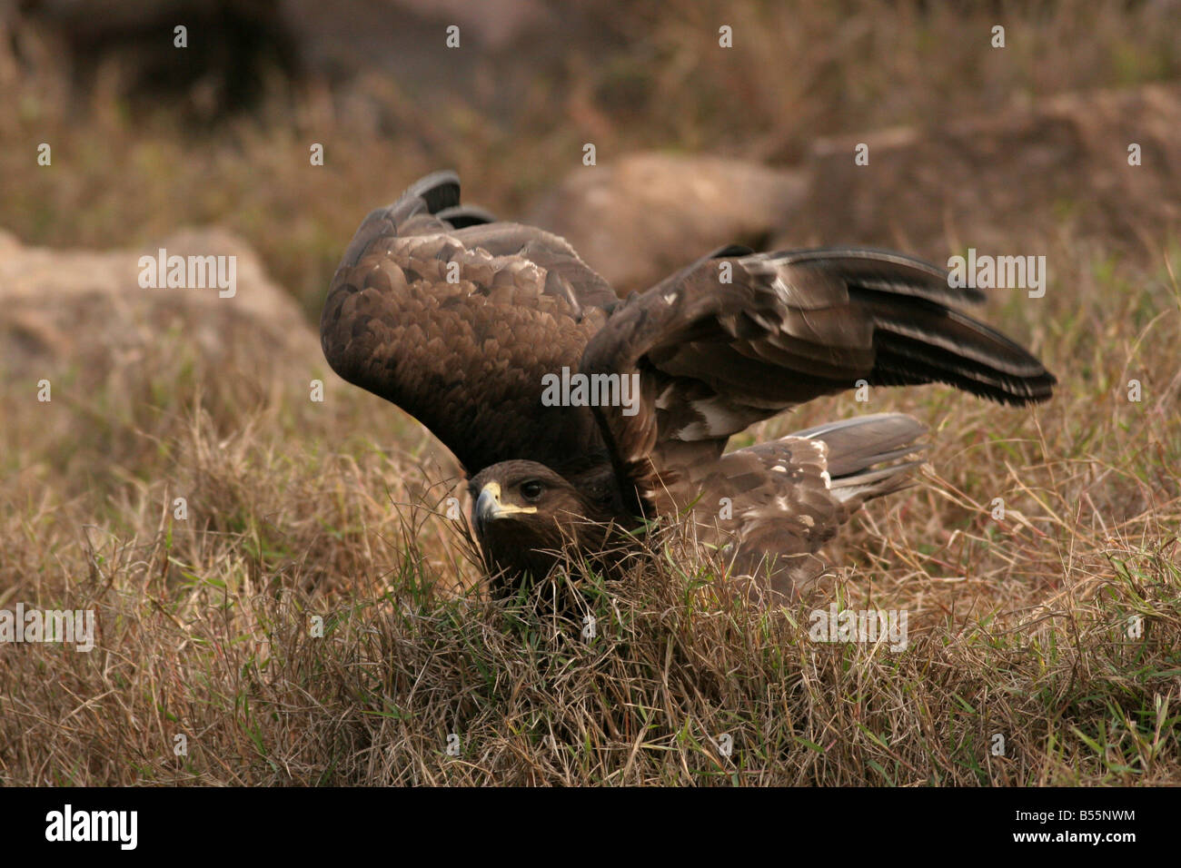 Le plus grand aigle tacheté (Clanga clanga syn Aquila clanga), également appelé عقاب سعفاء كبرى aigle tacheté, est un grand oiseau migrateur de proie Banque D'Images