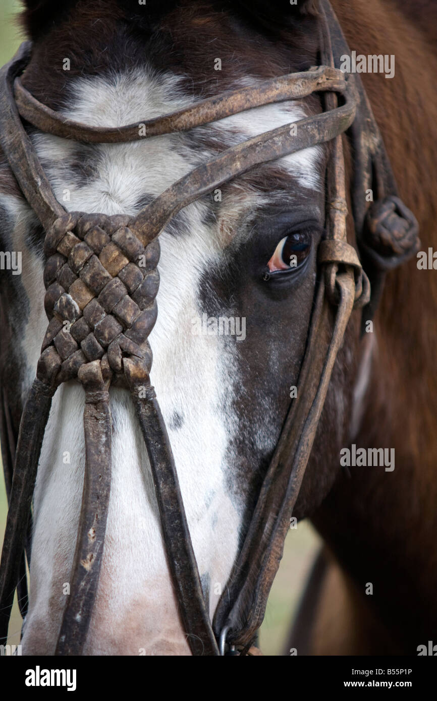Un gros plan de la tête d'un cheval montrant les gauchos en cuir faits à la main une partie de la bride à San Antonio de Areco Argentine Banque D'Images