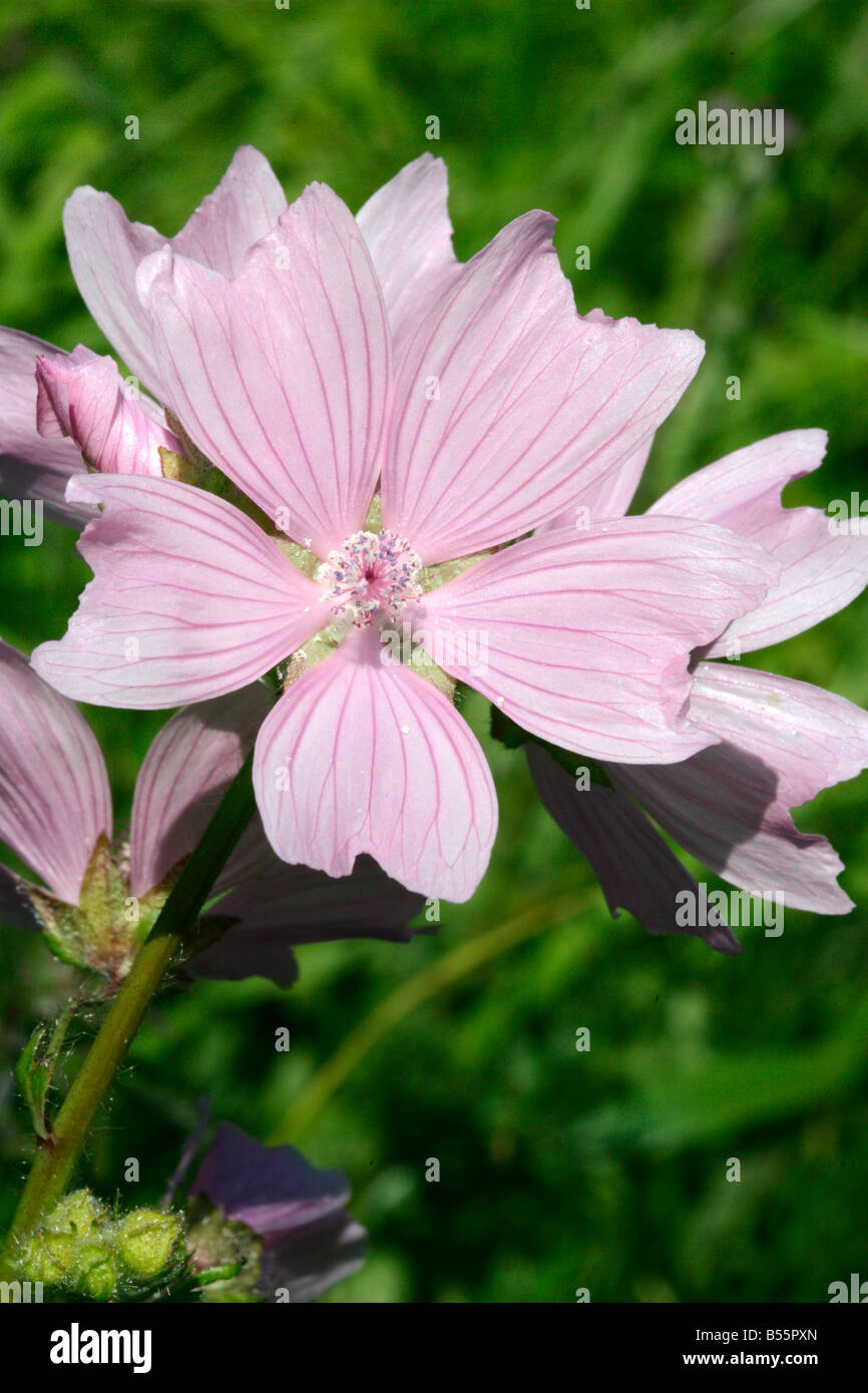 Musk Mallow Malva moschata poussant dans les forêts Banque D'Images