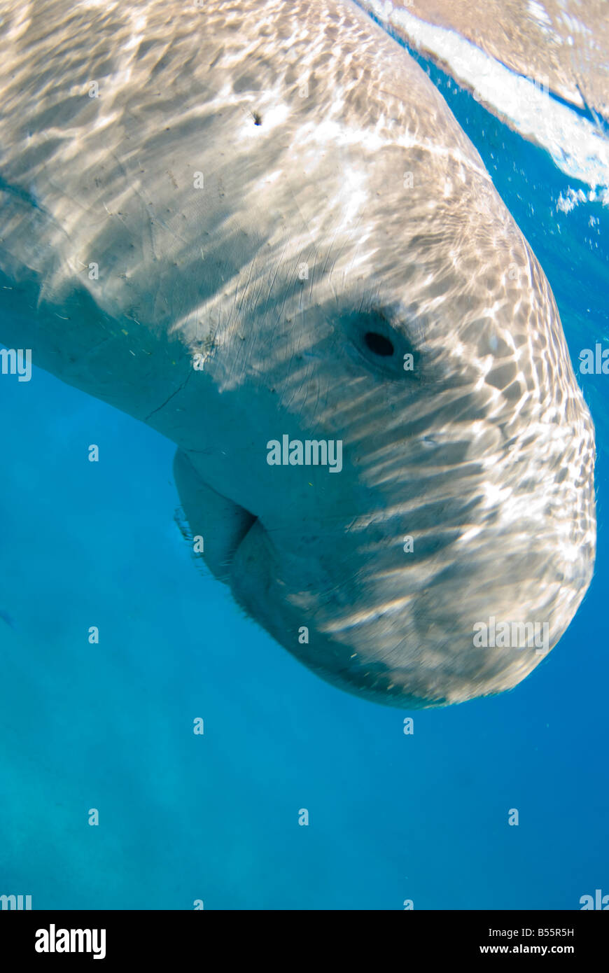 Dugong dugon sea cow Banque D'Images