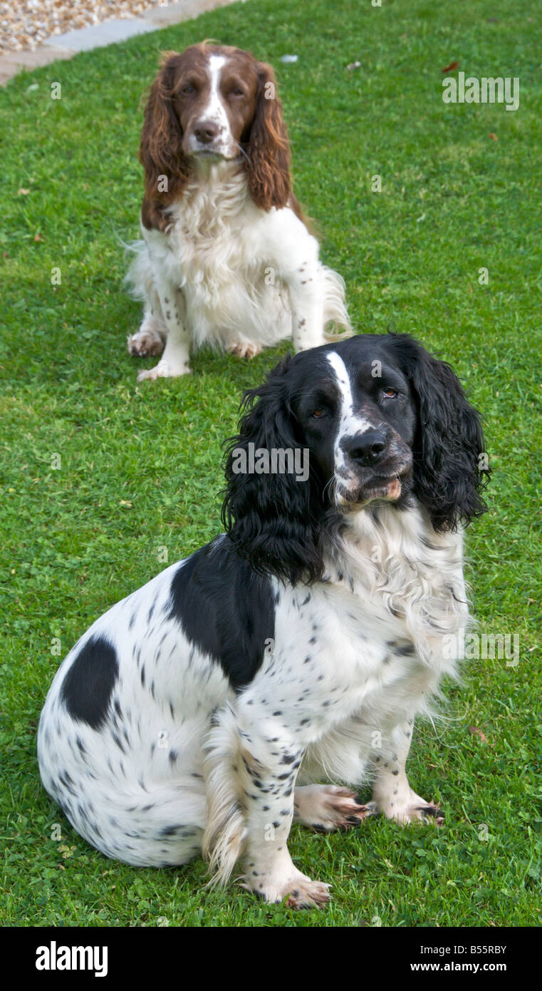 Springer Spaniels sont amoureux des chiens actifs Banque D'Images