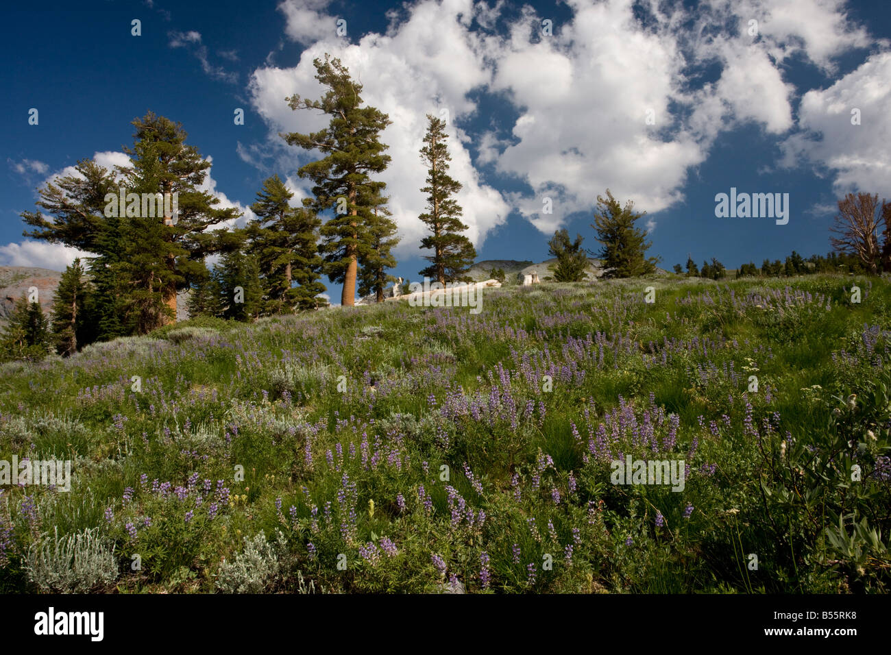 Le pin blanc de l'Pinus monticola Sierra Nevada en Californie Banque D'Images