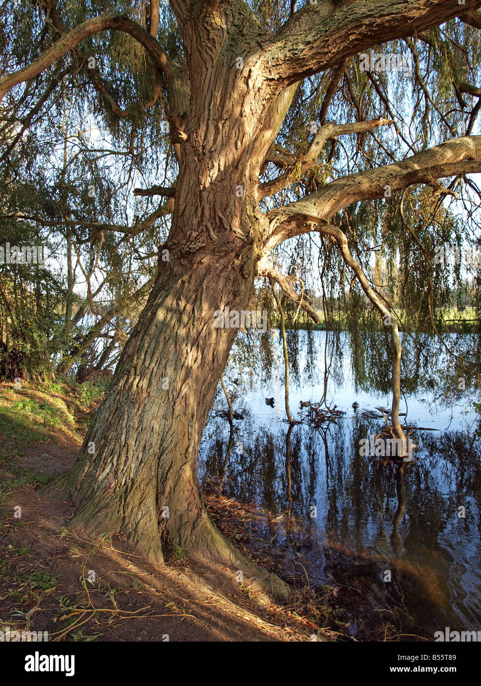 Willow Tree sur la rivière Great Ouse Banque D'Images