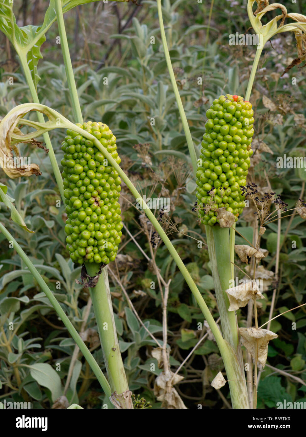 Arum dragon (dracunculus vulgaris) Banque D'Images