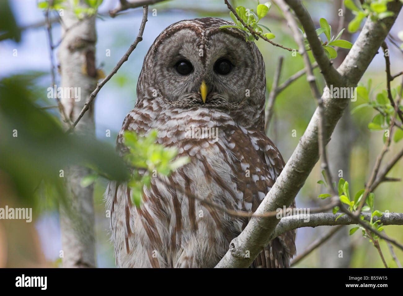 Chouette rayée Strix varia close up perché dans un arbre à McGregor Marsh de l'île de Vancouver Nanaimo BC en mai Banque D'Images