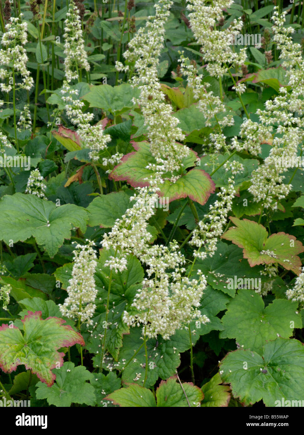 Hairy alumroot (Heuchera villosa 'chantilly') Banque D'Images